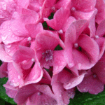 装飾花の中央のふくらみが開いたピンクの紫陽花