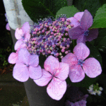 装飾花の中央が開いた紫の顎紫陽花