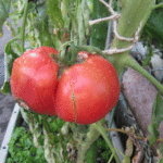 大玉トマト「ほむらまる」の第１果