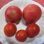 ７月１９日に収穫したトマト