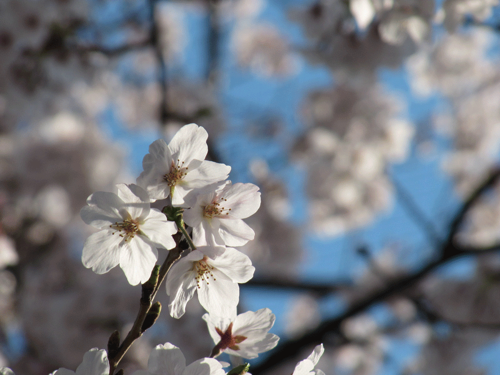 今回撮った桜の写真5枚の中で1番ボカシを活かせたのでは?と思った写真