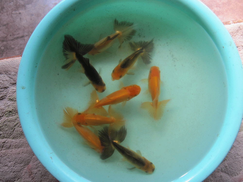 洗面器に移した日本オランダ当歳魚8匹すべてが写るように撮った写真。
色変わりしたものから色変わり途中のものまで