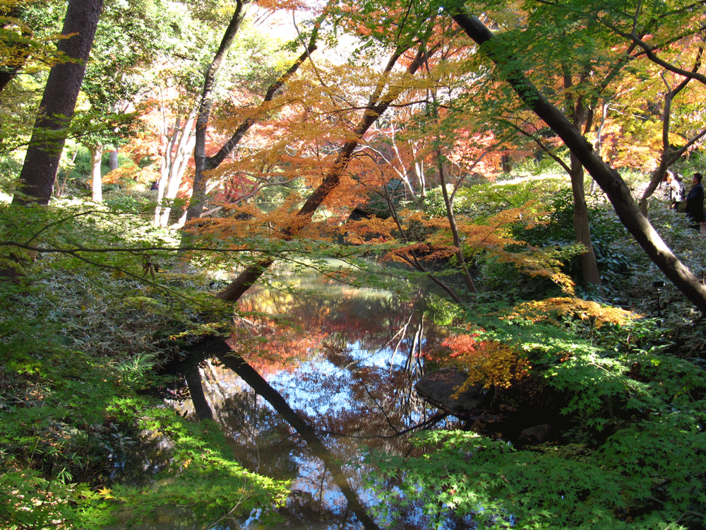 山陰橋から撮った つつじ茶屋とは反対方向の紅葉。 水面に映る紅葉もきれい。 (逆さ富士ならぬ逆さ紅葉)