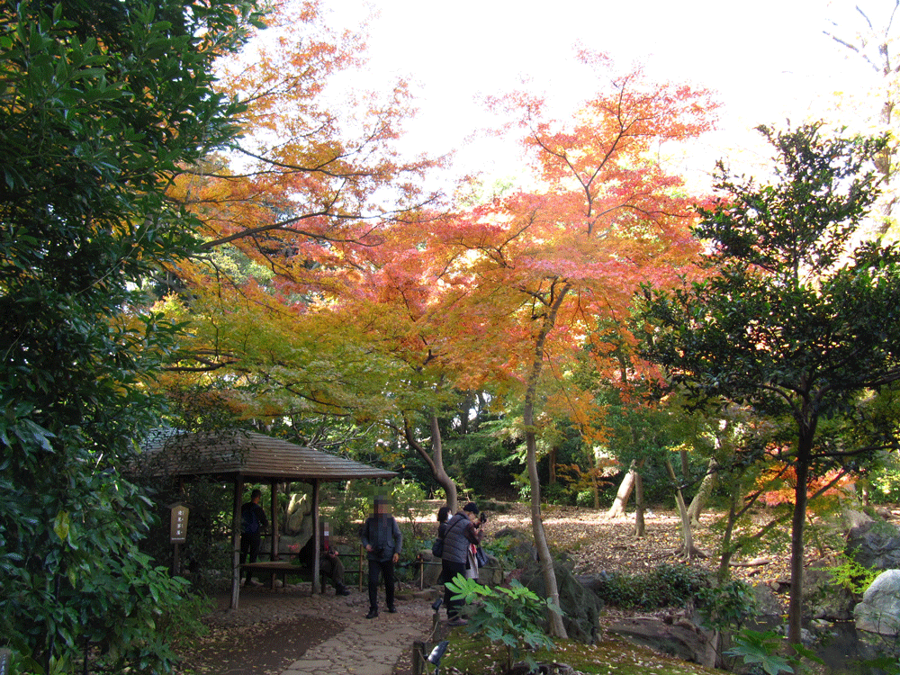 滝見茶屋と紅葉