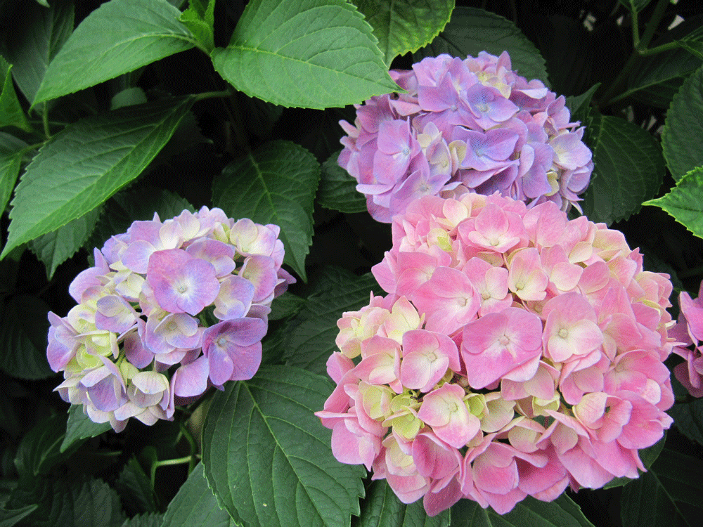 こちらも3輪の紫陽花ですが
右上と左側のは紫で
右下はピンク